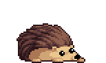 Hedgehog